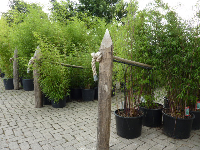 Bamboe kwekerij buiten