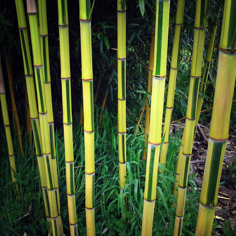 Bamboe Phyllostachys - regio Nuenen
