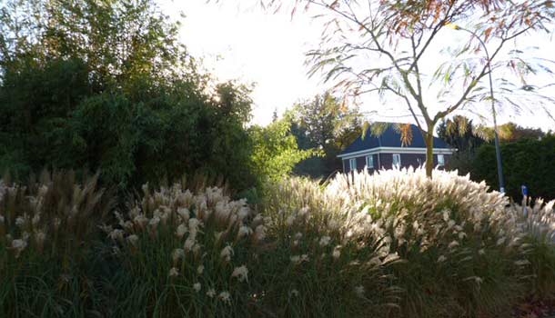 Voortuin met bamboes en siergrassen